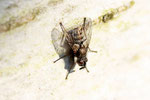 Raupenfliege, Campylocheta praecox