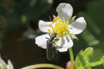 Graugrüner Scheinbockkäfer, männl., Oedemera virescens