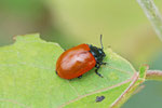 Pappelblattkäfer, Chrysomela populi