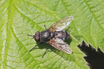 Schmeissfliege, Pollenia sp.