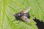 Schmeissfliege, Pollenia sp.