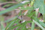 Behaarter Moorweichkäfer, Dascillus cervinus