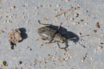 Rüsselkäfer, Sitona sp.