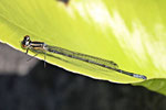 Hufeisen-Azurjungfer, Coenagrion puella