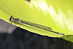 Hufeisen-Azurjungfer, Coenagrion puella