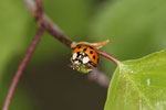 Asiatischer Marienkäfer, Harmonia axyridis