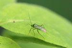 Grüne Distelwanze, Calocoris affinis