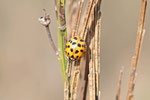 Asiatischer Marienkäfer, Harmonia axyridis