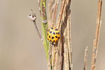 Asiatischer Marienkäfer, Harmonia axyridis