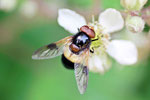Gem. Waldschwebfliege, männl., Volucella pellucens