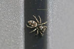 Zebraspringspinne, Salticus scenicus