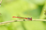 Späte Adonislibelle, Ceriagrion tenellum