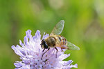 Mistbiene, weibl., Eristalis tenax