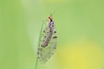 Europäischer Bachhaft, Osmylus fulvicephalus