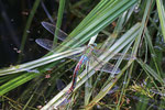 Große Königslibelle, weibl., Anax imperator