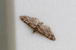 Rotgebänderter Blütenspanner, Gymnoscelis rufifasciata