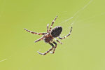Spaltenkreuzspinne, Nuctenea umbratica
