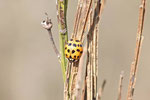 Asiatischer Marienkäfer, Harmonia axyridis