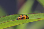 Marienkäfer, Puppe, Coccinellidae sp.