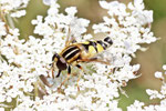 Gr. Sumpfschwebfliege, männl. Helophilus trivittatus