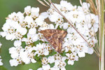 Olivbrauner Zünsler, Pyrausta despicata