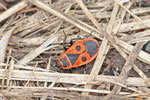 Gemeine Feuerwanze, Pyrrhocoris apterus