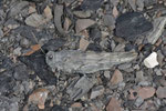 Blauflügelige Sandschrecke, Sphingonotus caerulans