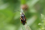 Dreiecks-Weichwanze, Deraeocoris ruber