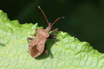 Lederwanze, Coreus marginatus