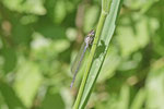 Hufeisen-Azurjungfer, Coenagrion puella