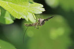 Stechmücke, männl., Culicidae sp.