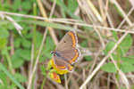 Kleiner Sonnenröschen-Bläuling, Aricia agestis