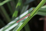 Späte Adonislibelle, Ceriagrion tenellum