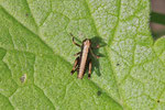 Gewöhnliche Strauchschrecke, Larve, Pholidoptera griseoaptera
