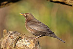 Amsel