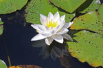 Seerose
