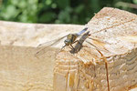 Großer Blaupfeil, männl., Orthetrum cancellatum