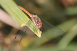 Große Heidelibelle, männl., Sympetrum striolatum