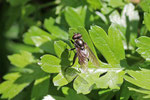 Kurze Langbauchschwebfliege, Chalcosyrphus nemorum