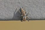 Rindenspringspinne, Marpissa muscosa