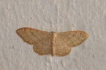 Dunkelbindiger Doppellinien-Zwergspanner, Idaea aversata, Form remutata
