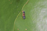 Asiatischer Marienkäfer, Larve, Harmonia axyridis
