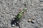 Feld-Sandlaufkäfer, Cicindela campestris