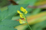 Wiesen-Platterbse , Lathyrus pratensis