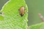 Braungelber Weidenblattkäfer, Lochmaea caprea