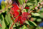 Karminroter Zylinderputzer, Callistemon citrinus