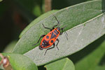 Feuerwanze, Pyrrhocoris apterus