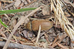 Behaarter Moorweichkäfer, Dascillus cervinus