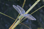 Große Königslibelle, weibl., Anax imperator