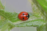 Fünfpunkt,  Coccinella quinquepunctata